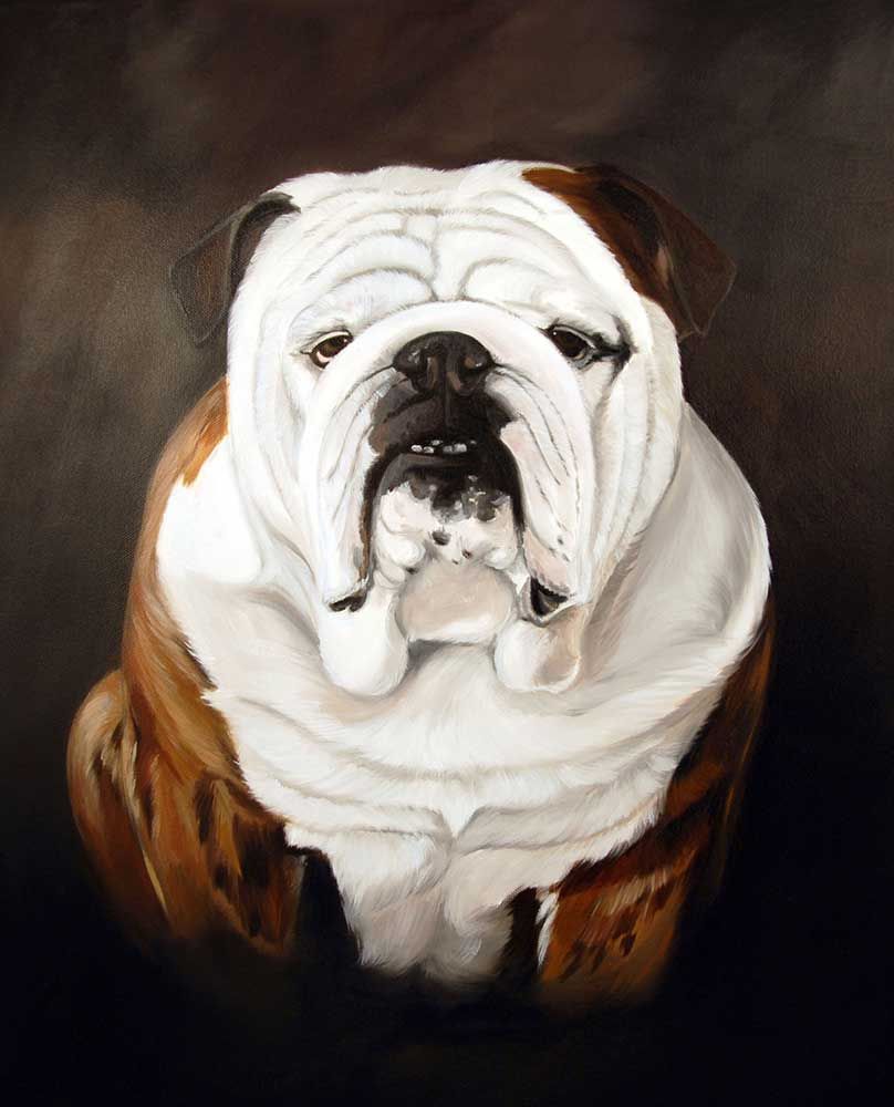 Bulldog portrait